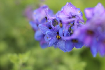 Delphinium Blau Lila Flower Sommer