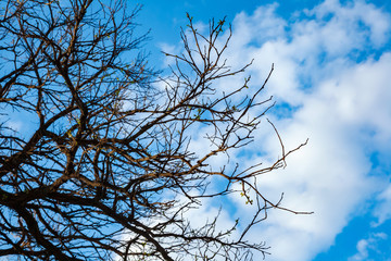 Forest tree branches without foliage against the blue spring sky. Back lighting close-up morning scene.