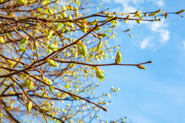 Blossoming linden tree branches in sunny weather day in park. Lime tree branches with flowering buds in spring time. Colorful background of close-up of tree leaves.