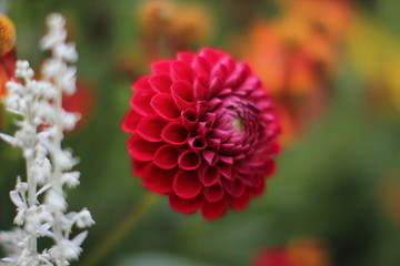  Dahlien Flower Blumen Herbst Rot 