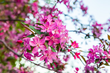 Pink early flowers. Spring blooming of apple fruit trees in the garden and blue sky background.