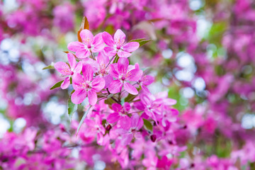 Pink early flowers. Spring blooming of apple fruit trees in the garden and blue sky background.