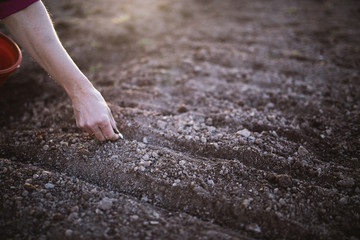 Planting garlic in the garden