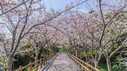 春の館山城跡の風景
