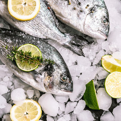 fresh raw dorado fish on ice