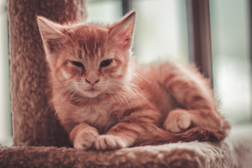 gato naranja medio dormido