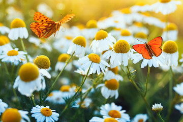 Naklejki  różne piękne motyle fruwające i siedzące na jasnej łące na delikatnych stokrotkach Bellamy w słoneczny letni dzień