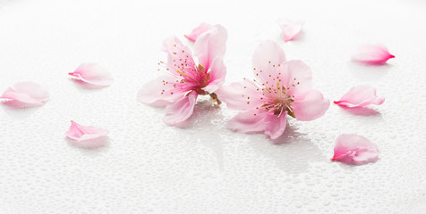 Fototapeta na wymiar peach blossom on a white background with water drops