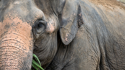 Elephant without tusk is eating grass. Close up of asiatic elephant eat