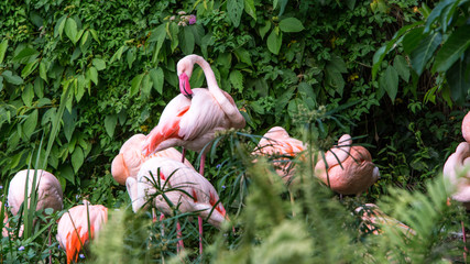 A group flamingo resting in the lake among the trees at a day hot summer.