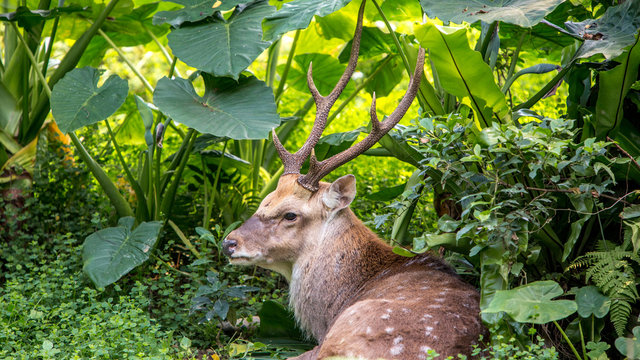 A cervus nippon, Sika Deer, resting lying among the trees and forest plants