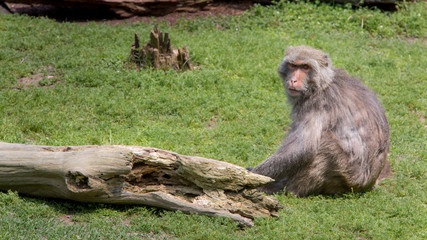 An adult Formosan rock macaque. Macaca cyclopis is sitting on the green ground.