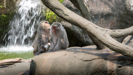 A funny scene of laughing monkeys. Two adults Formosan rock macaques.