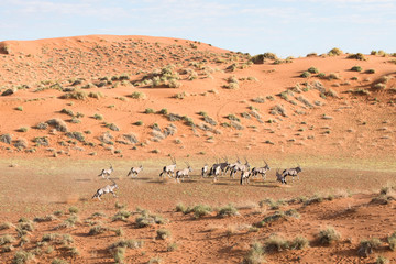 Herd of Oryx in the dunes of Sossusvlei, Namibia.