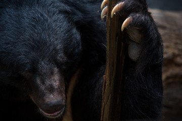 Closeup to face of adult Formosa Black Bear holding wooden stick with the claws.