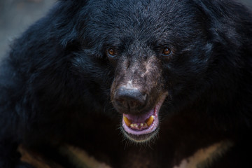 Closeup to face of an adult Formosa Black Bear in the forest at a day hot summer