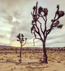 Joshua tree, California.