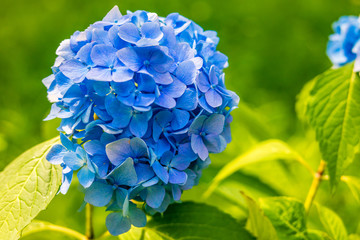 Blue Hydrangea on natural green background.