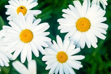 Chamomile flower Matricaria .