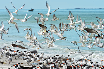 Birds flushed on the beach