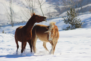 Fototapeta na wymiar hierarchical games of horses in early spring on the snow in the mountains, Arabian thoroughbred horses and haflinger horses