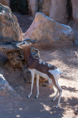 VALENCIA, SPAIN - FEBRUARY 26 : Mhorr Gazelle at the Bioparc in Valencia Spain on February 26, 2019