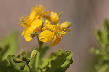 Greater celandine flower