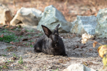 Cute little rabbit walking in the yard