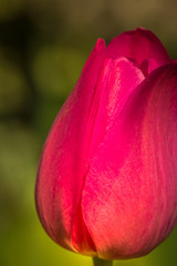 Red flower tulip close-up on a green background - image