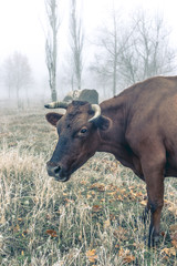 Walking the cows in the autumn time in a foggy forest