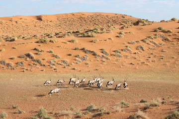 Fototapeta na wymiar Herd of Oryx in the dunes of Sossusvlei, Namibia.