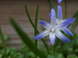 blue flower