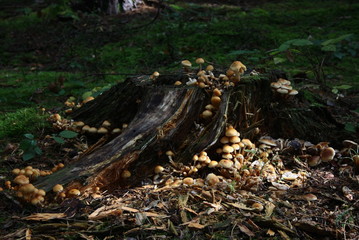 pilze