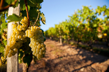Grappe de raisin blanc dans les vigne en France