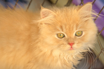 A baby red Turkish Angora cat portrait with green eyes looking.