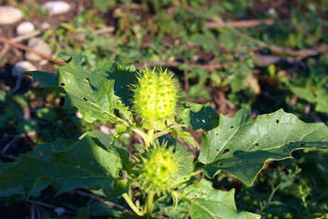 Fruits of Datura (Datúra stramónium)