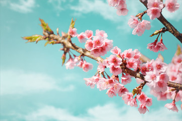 beautiful cherry blossom or sakura in spring time against blue sky