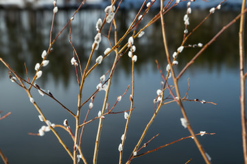 Pussy willow branches on river water background © Elena Noeva
