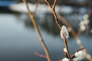 Pussy willow branches on river water background