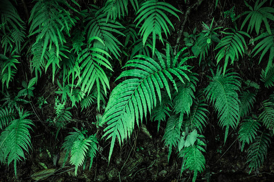 tropical ferns leaf texture  dark green background