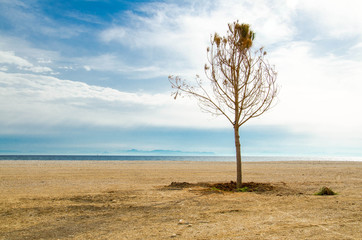 Fototapeta na wymiar Tree on a sandy beach on the shore of Saronic Gulf in Athens, Greece