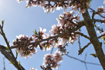 Close-up of Beautiful Almond Blossoms, Nature, Macro