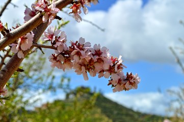 Close-up of Beautiful Almond Blossoms, Nature, Macro