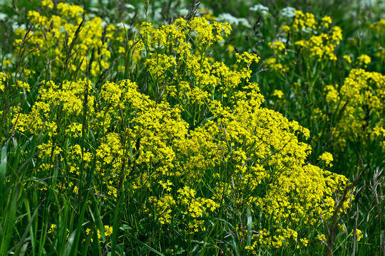 field of yellow flowers colza in the north of Russia
