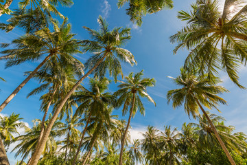 Fototapeta na wymiar Coconut palm trees, beautiful tropical background. Beautiful tropical nature concept