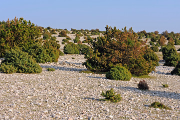 Wacholderheide auf dem Obzova, Insel Krk, Kroatien