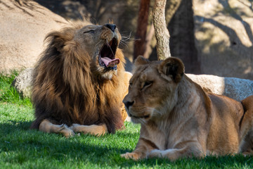 VALENCIA, SPAIN - FEBRUARY 26 : African Lions at the Bioparc in Valencia Spain on February 26, 2019