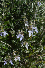 White Flowers in the Garden, Nature, Macro
