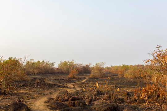 footpath in dry rocky savanna with bushes under a gray sky