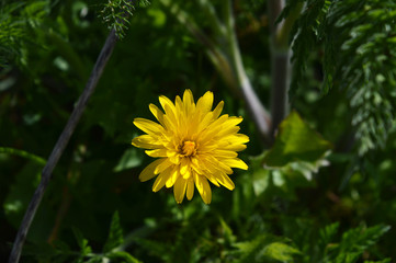 Close-up of a Beautiful Dandelion Flower, Nature, Macro